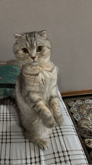 Кот вислоухий британский