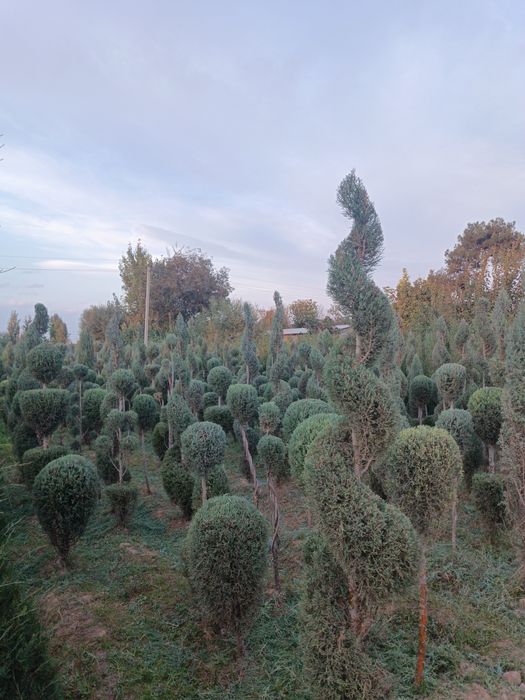 Galboy gepars spiral marjavenik pramoy optim narxda