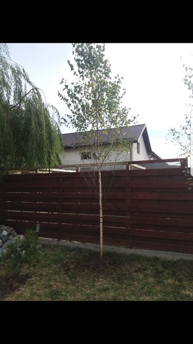 Tuia smaragd ornamentală