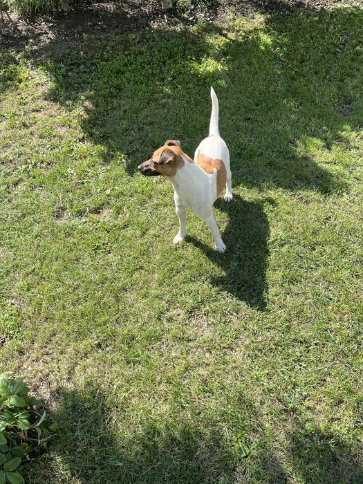 Caine de trufe albe si negre Jack Russell terrier