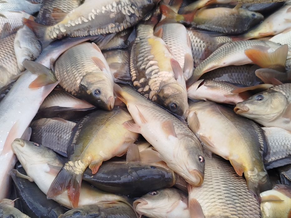 Vând puiet de caras și crap de o vara