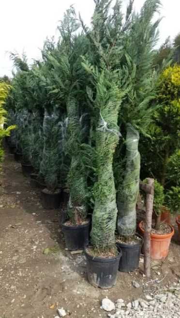 Plante Ornamentale de exterior Oriunde in tara Transport Gratuti