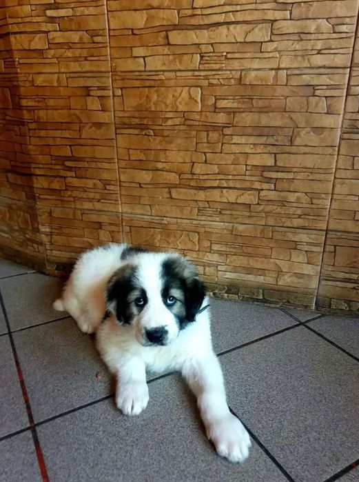 Ciobanesc de Bucovina pentru adoptie