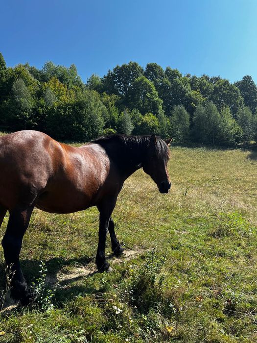 Vând iapa de 10 ani