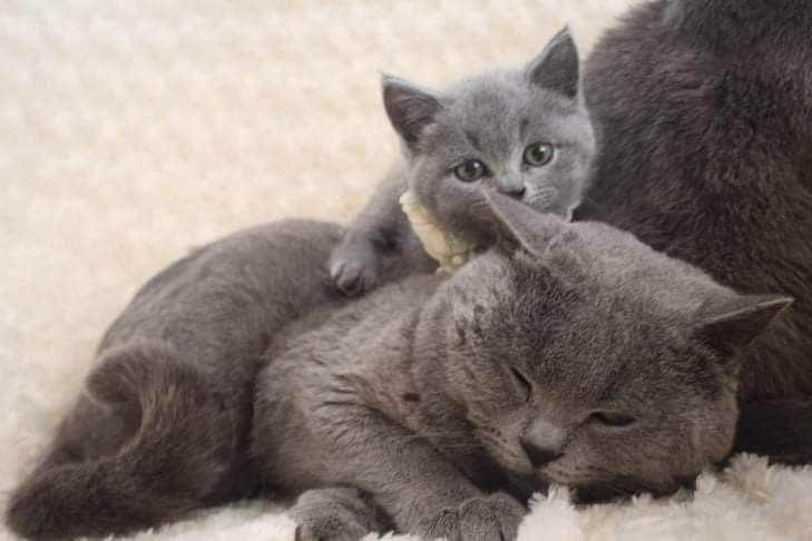 British shorthair pisicute, un cadou minunt, Cluj