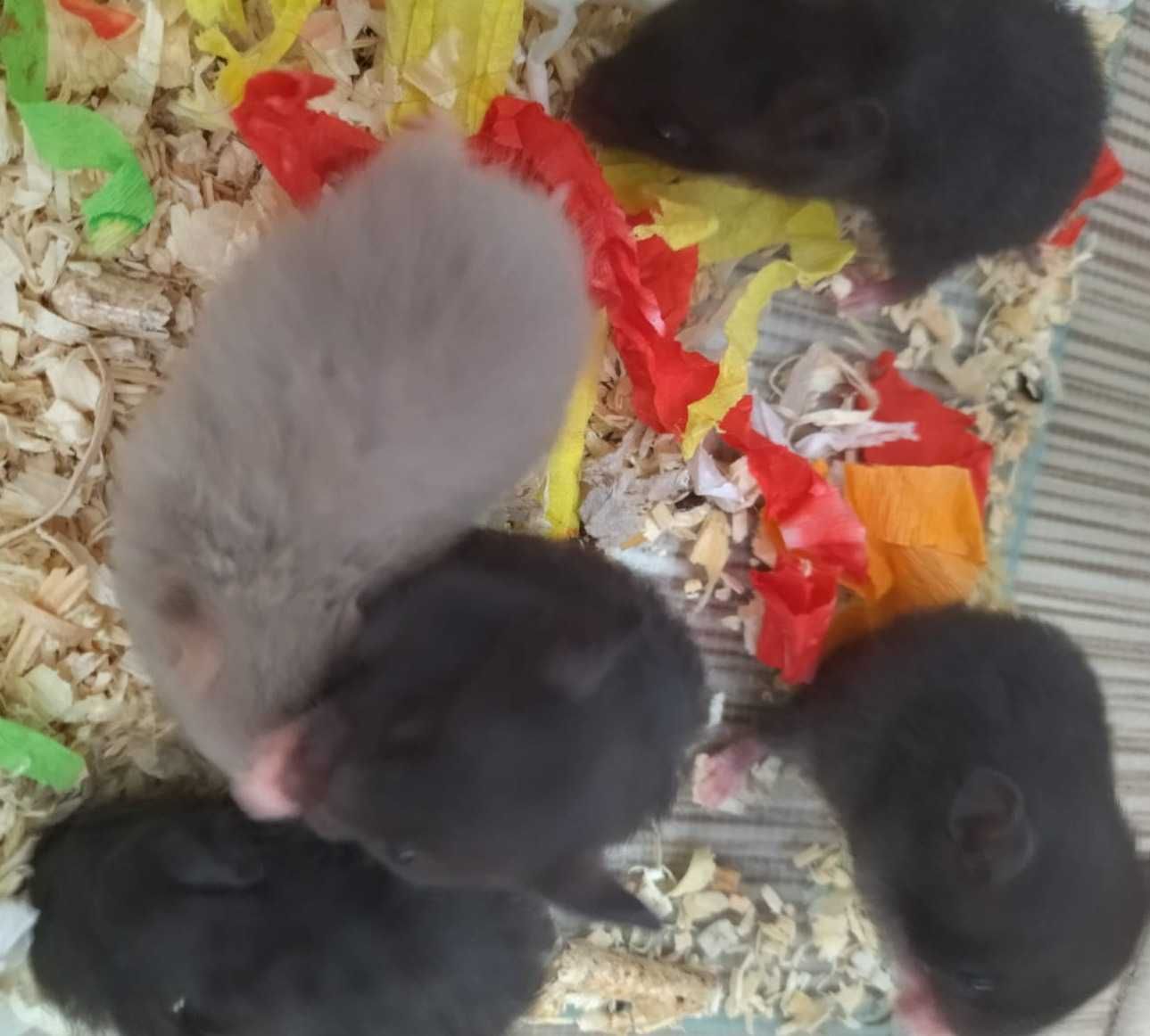 Hamsteri pitici, siberieni / sirieni pui foarte dragalasi si cuminti