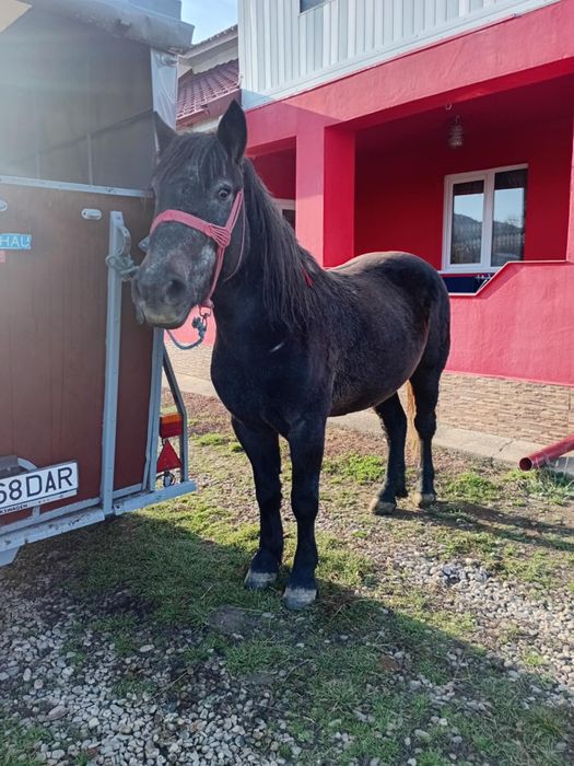 Vând mânză în vârstă de 3 ani