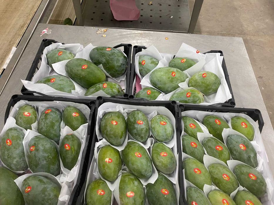Mango ready to eat -  fructe din Egipt direct de la importator