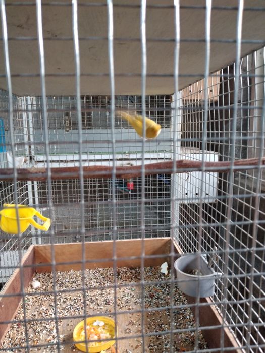 Молодые Канарейки