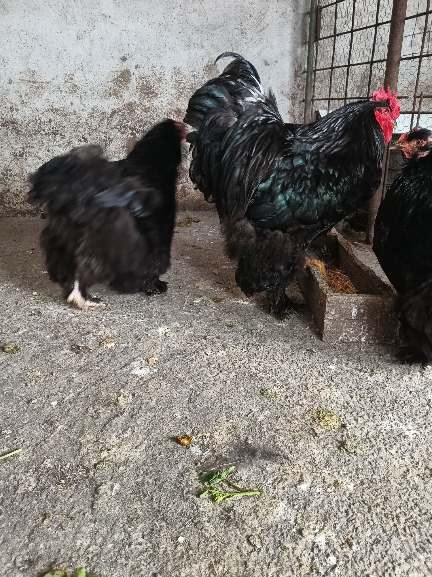 Cochinchina urias