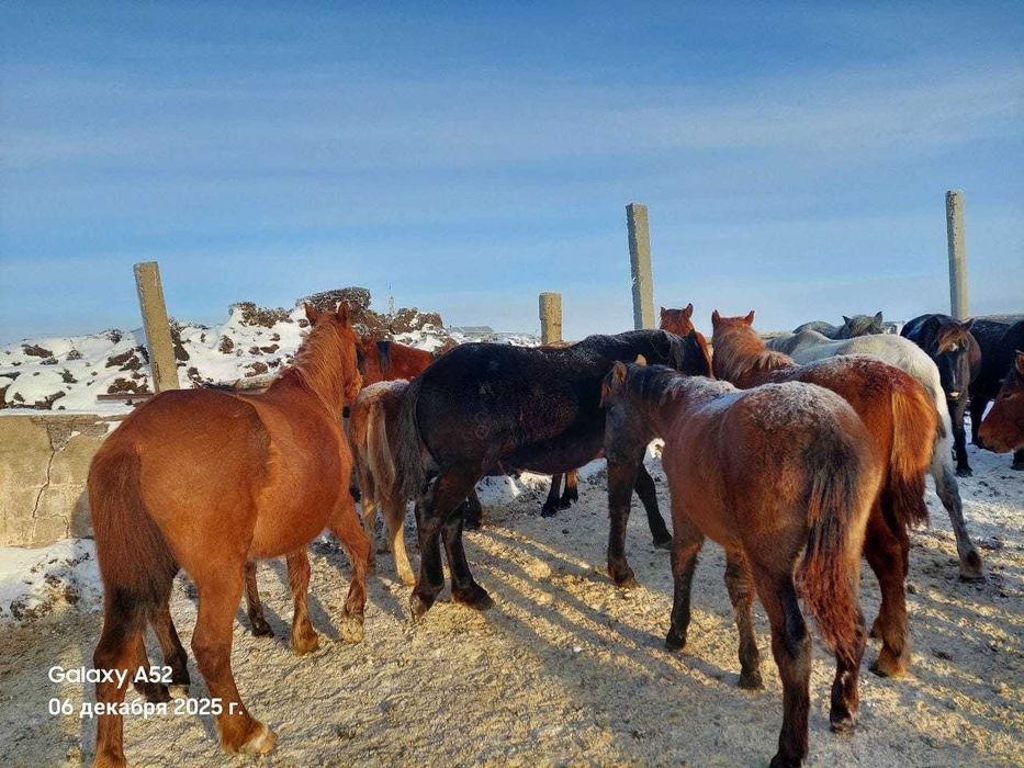 Продам жеребца, 9 лет.