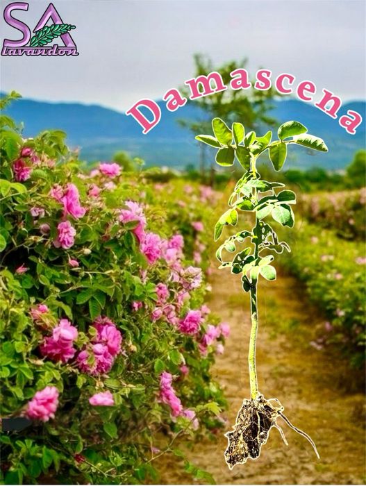 Trandafiri de Dulceata