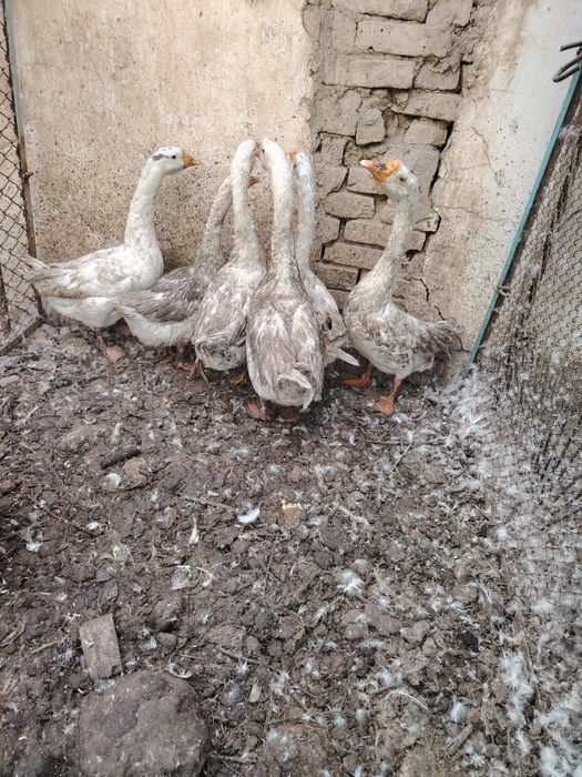 O'rdak g'ozlar sotiladi lichkada kelishamiz chirchiq