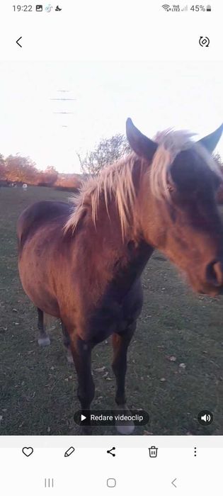 Vand Manza de 2 ani foarte cuminte