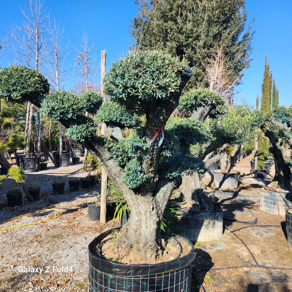 Măslini bonsai seculari 100 pe stoc