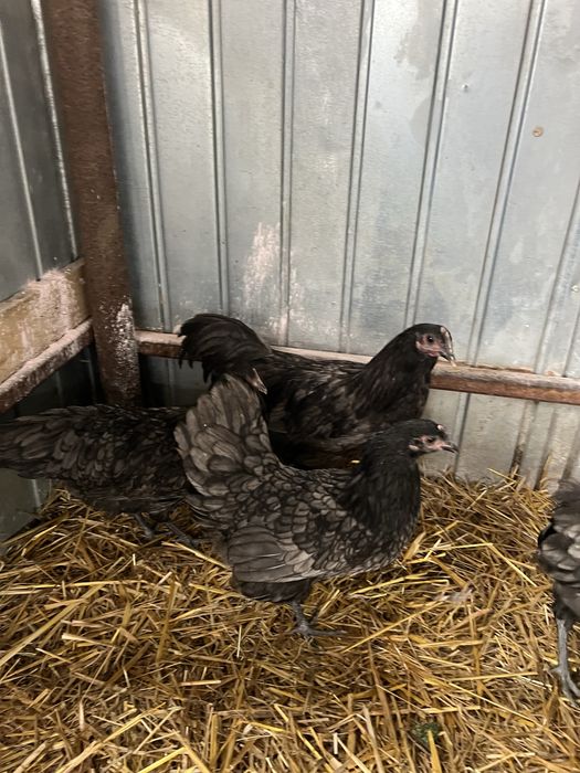 Familie de australorp albastru