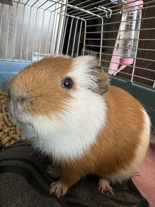 Морская свинка в ответственные руки