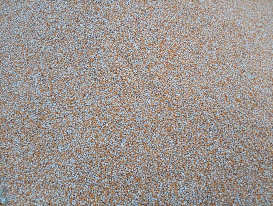 Vând grăunte pentru mălai