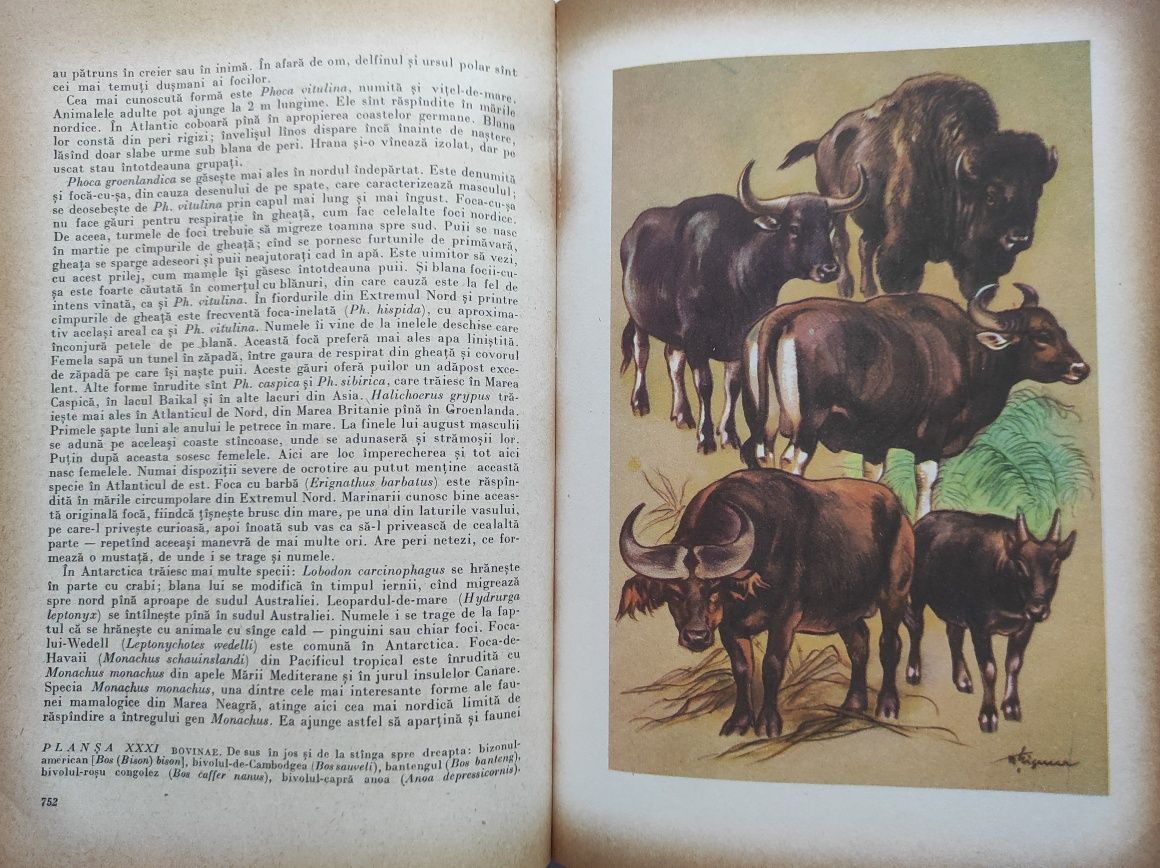 Cartea Lumea animalelor   Brehm