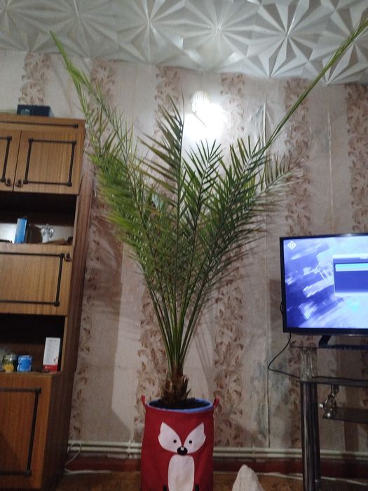 Комнатные растения, цветы