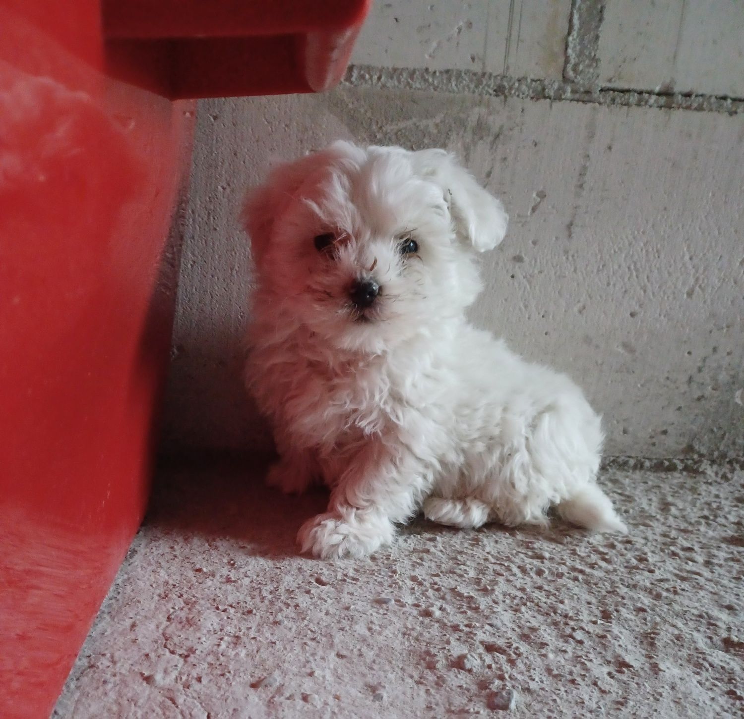 Vând Bichon Maltese