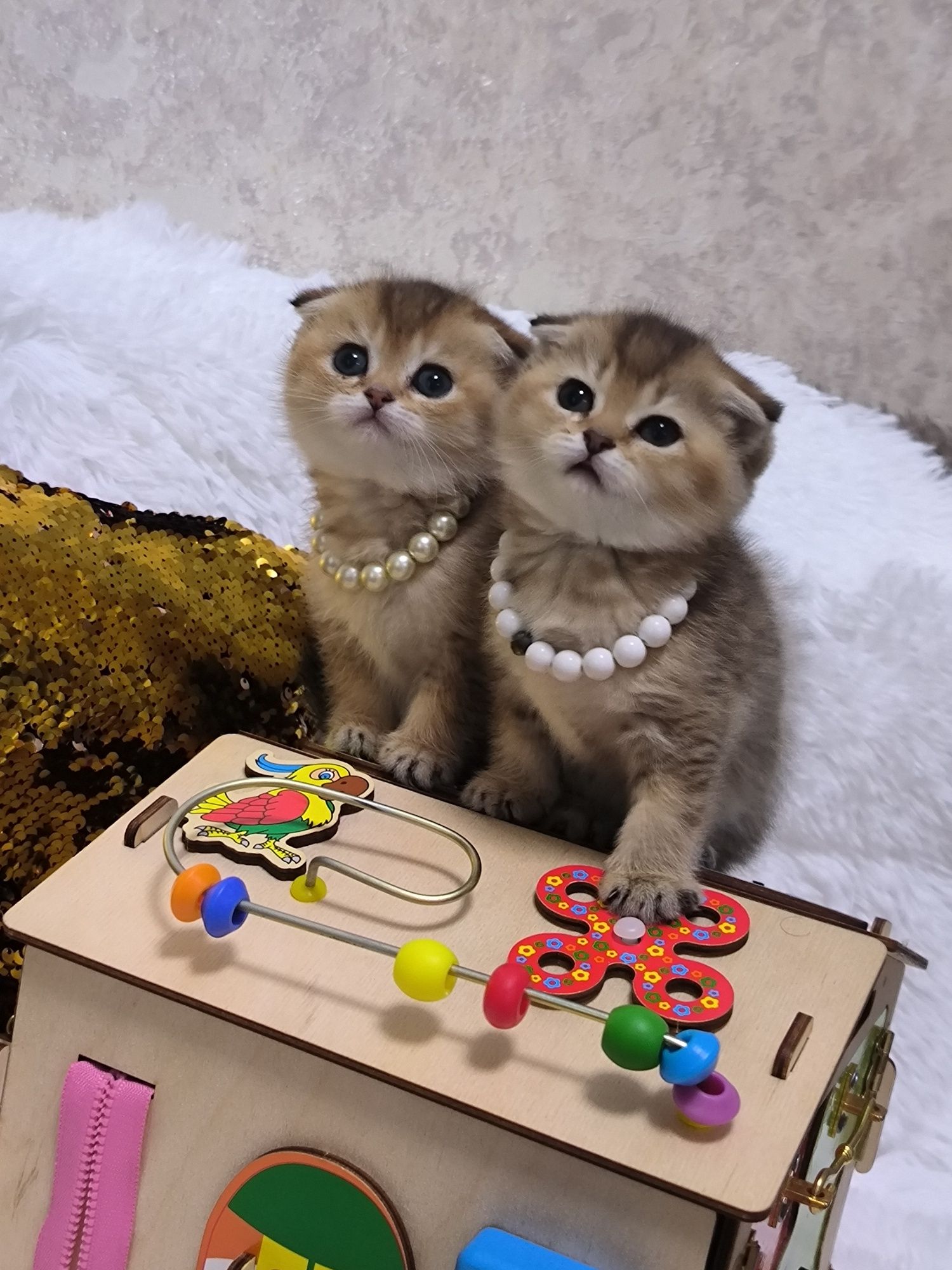 Котята чистокровные мимишки фолды