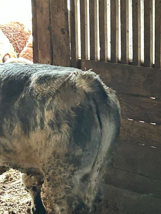 Vând vitei informați la telefon