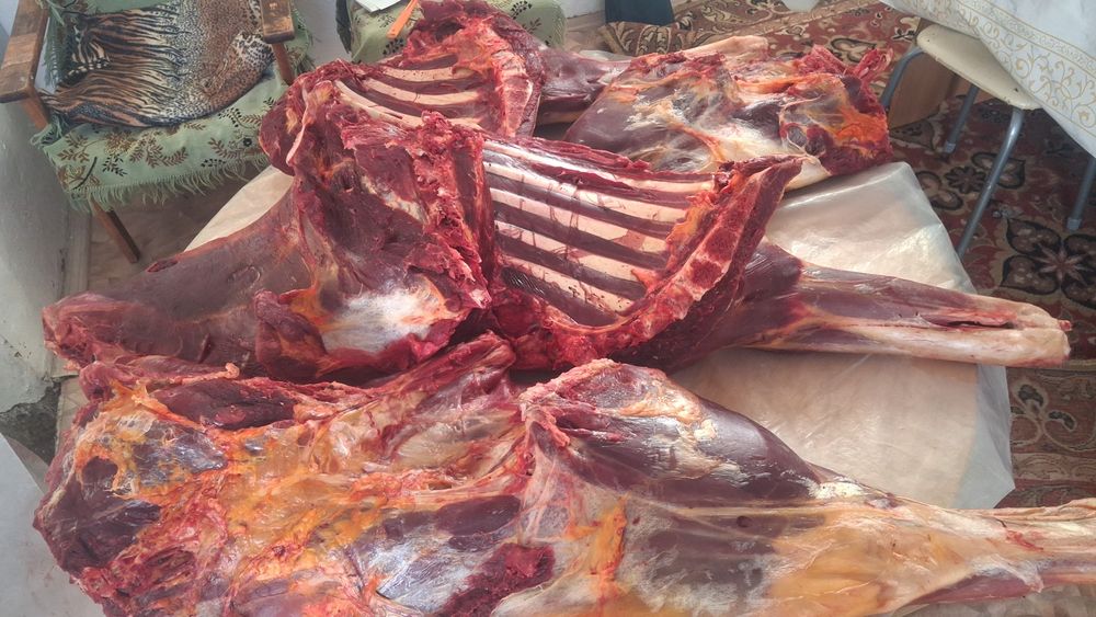 Продам мясо конины