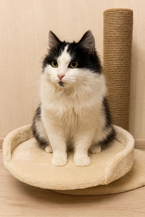 Котенок ищет дом