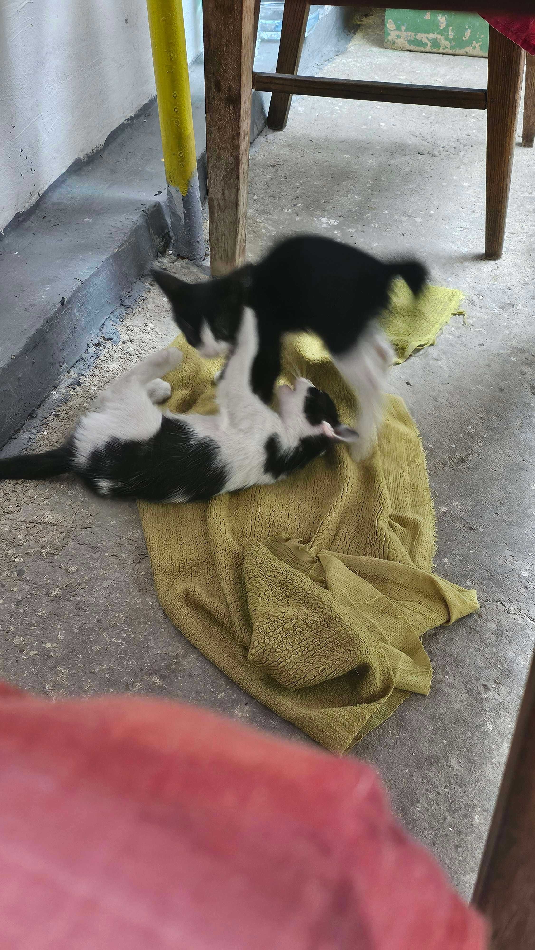 Se dau spre adoptie 2 pisicuti de 2 luni