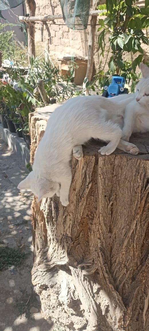 Красивые белые котята