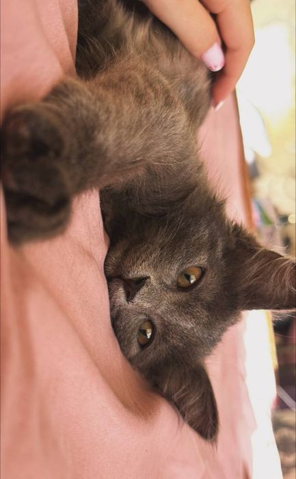 Котик британский