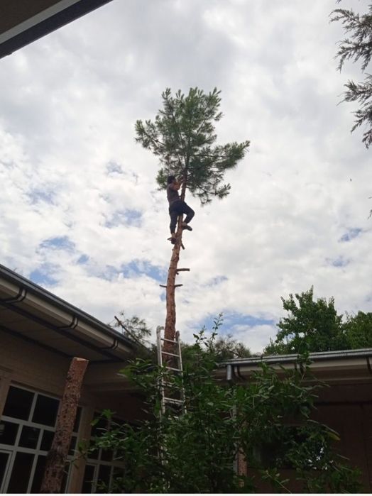 Daraxtga kesamiz benza pilari