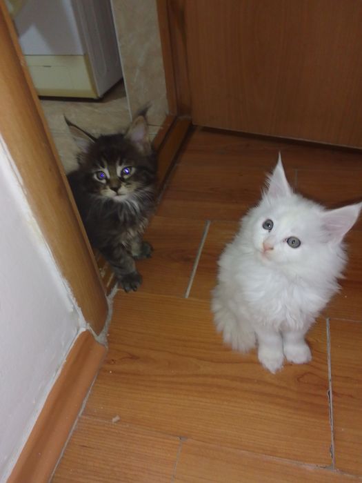 мейнкунчики девочки