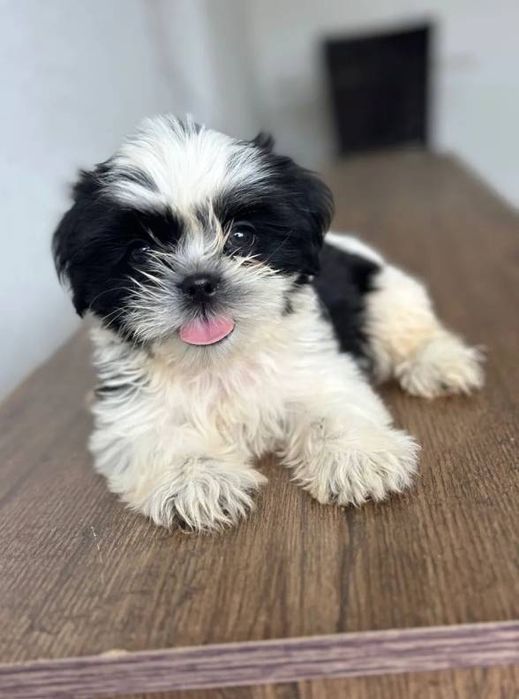 Bichon havanez superb