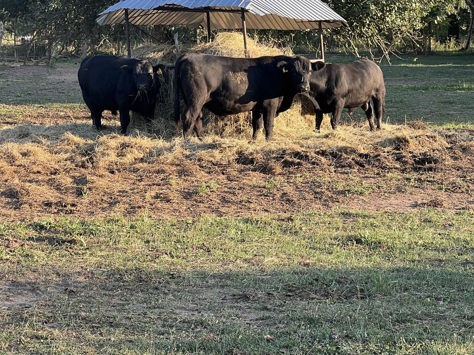 Taurasi Angus de Prasila