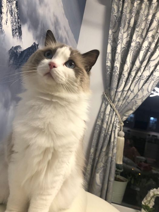 Draperie  sophia