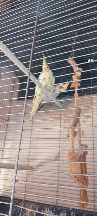 Papagal nimfa cu colivie si un canar