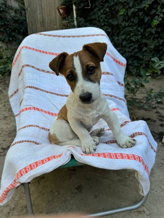 Продается щенок Джек Рассел терьера 3месяца