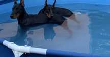 Cățeluș Doberman mascul 6 luni cu pedigree