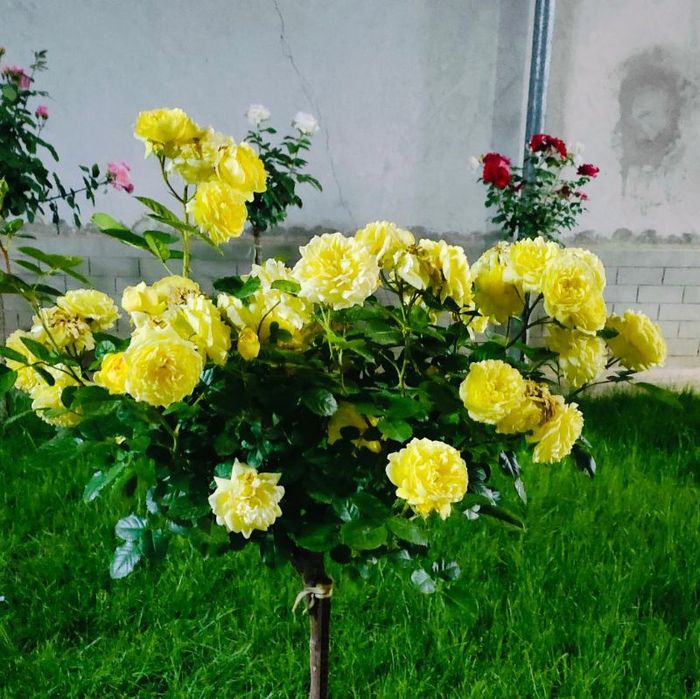 Landshaft dizayn xizmatlari sifatli va hamyonbop narxlarda