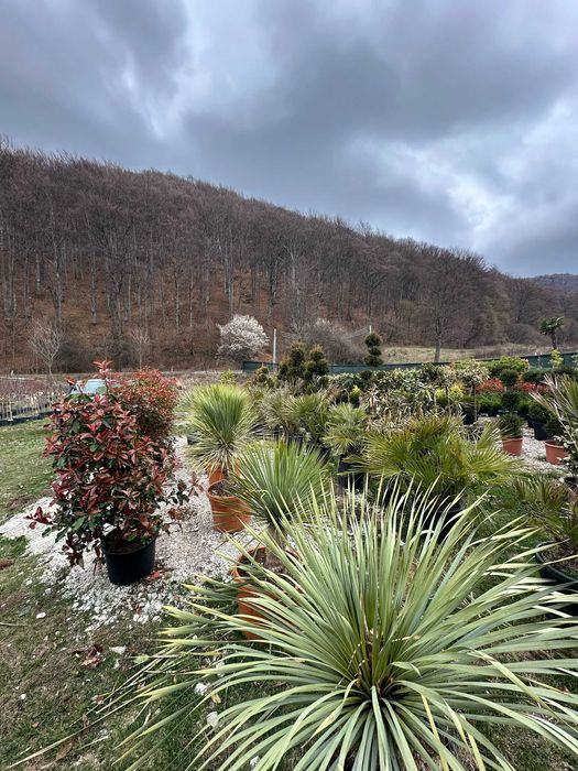 Plante Decorative pentru Amenajări Exterioare de Vis