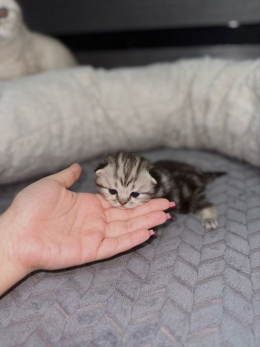 Шотландские вислоухие котята бронь