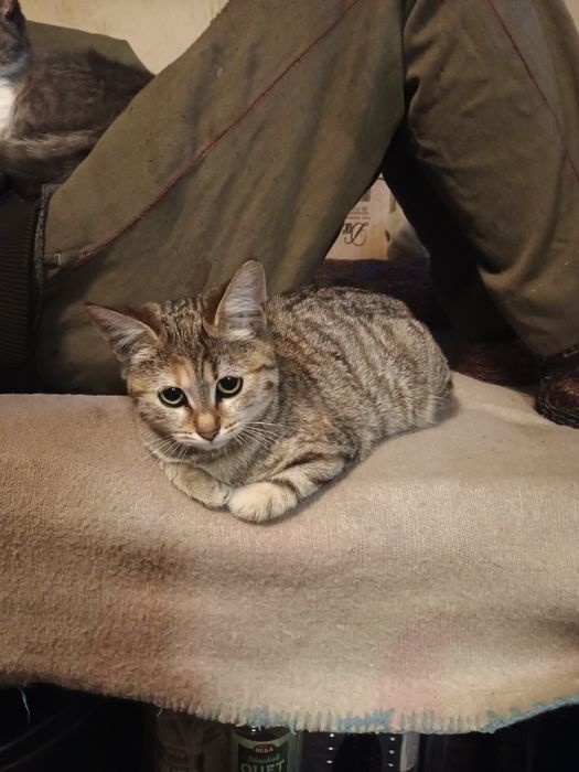 Подарявам женско коте