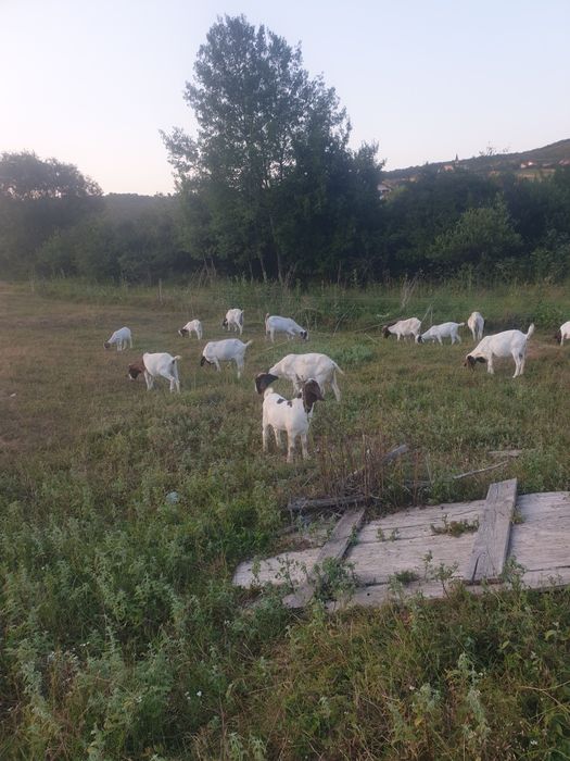 Iezi de patru luni