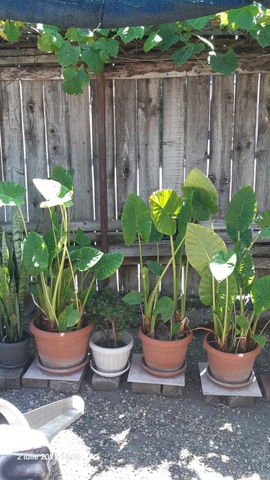 Plante colocasia(urechea elefantului)