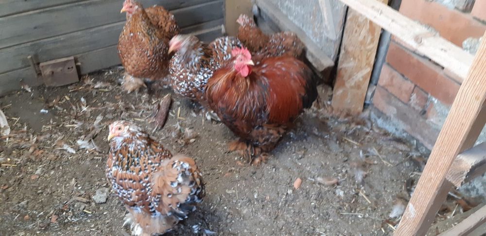 Familie cochinchina pitic porțelan