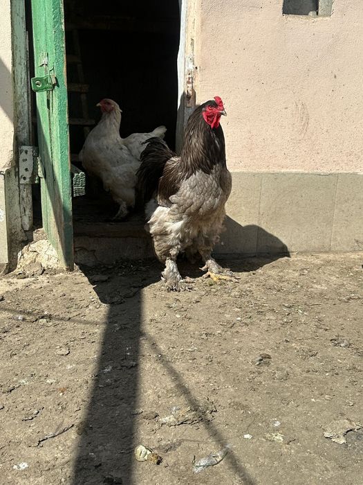 Oua brahma disponibile