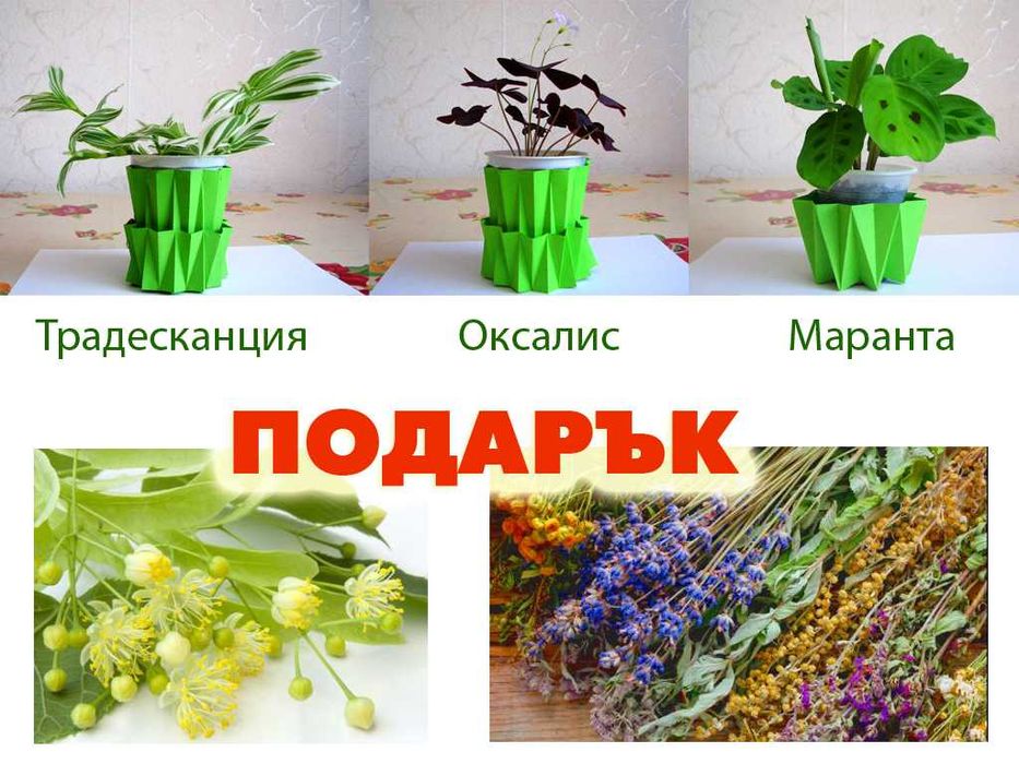 Лечебно каланхое 2-3 годишни растения + подарък цвете или билки