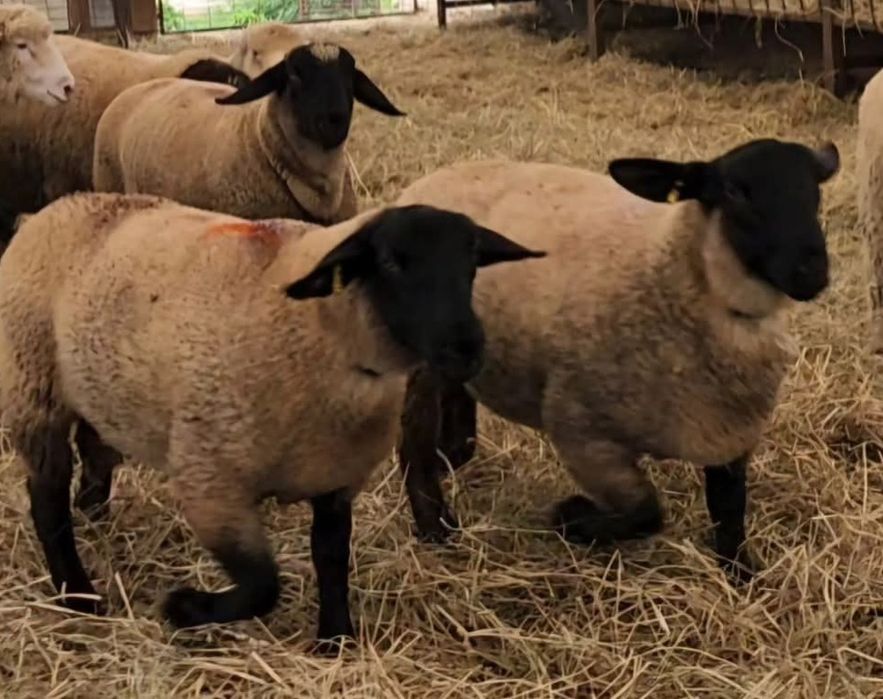 Oi si berbeci  suffolk cu pedigree!